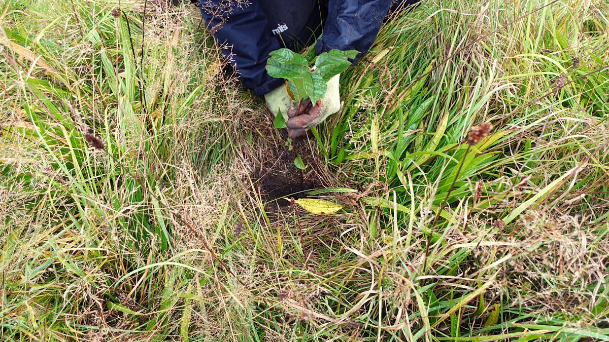 CityofTreesMcr's tweet image. The City of Trees team had a wonderful day out replanting a small portion of the new woodland at Brabyns Park in Stockport on Thursday the 22nd. Despite the rain in the later half of the day, we were able to plant over 200 trees!
#treeplantingseason @OneMcr