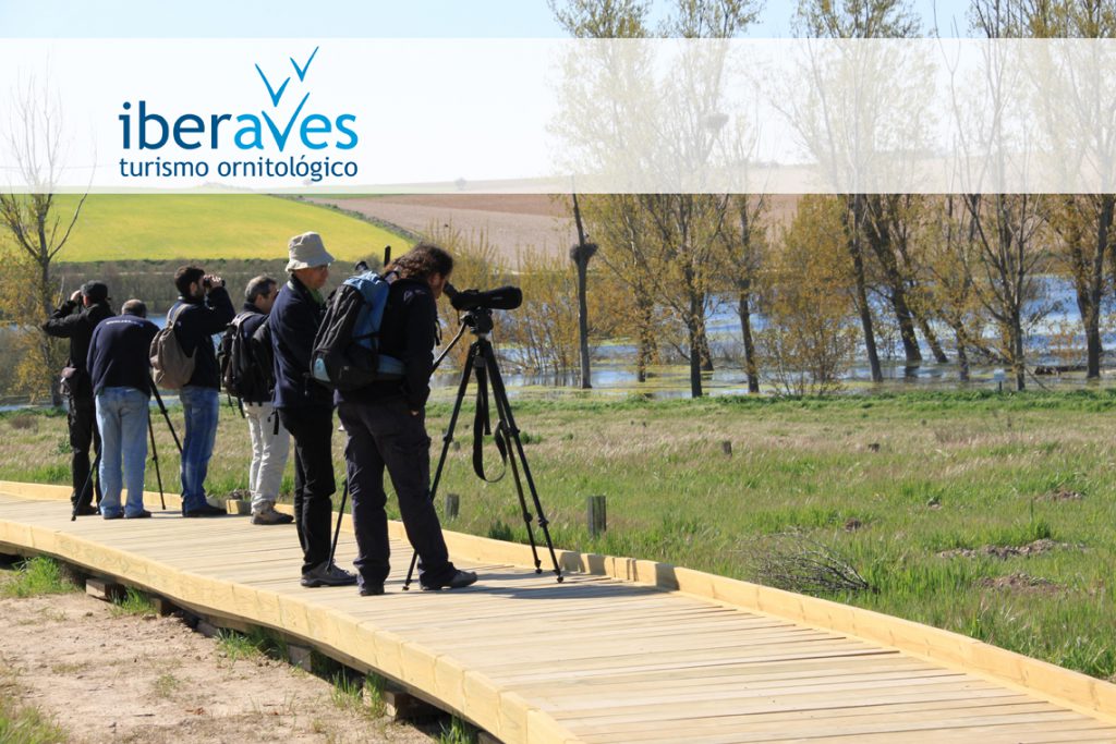 SEO_BirdLife's tweet photo. 📢Desde #iberaves llevamos años promocionando un modelo de turismo respetuoso con la naturaleza y la sociedad, al igual que en nuestras actividades, excursiones y viajes. Echa un vistazo🙂👇
ℹ️ https://t.co/8cxCctAaJA
#DíaMundialdelTurismo #RethinkingTourism #WorldTourismDay https://t.co/TEO7Z0hrae
