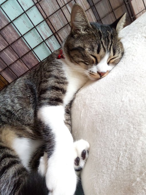 #全日本きもちよさそうに眠るねこ選手権 