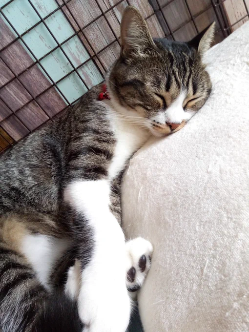 #全日本きもちよさそうに眠るねこ選手権 