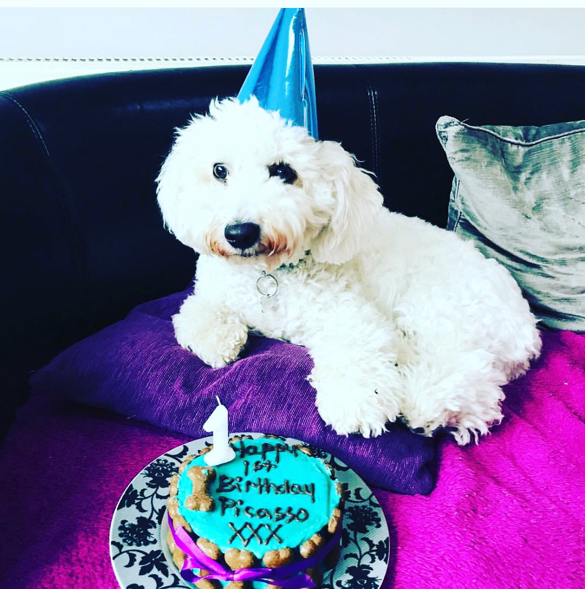 Happy 6th Birthday Picasso!

Throwback picture of your 1st birthday 🎂 

#birthday #HappyBirthday #dog #dogs #DogsOnTwitter #DogsofTwittter