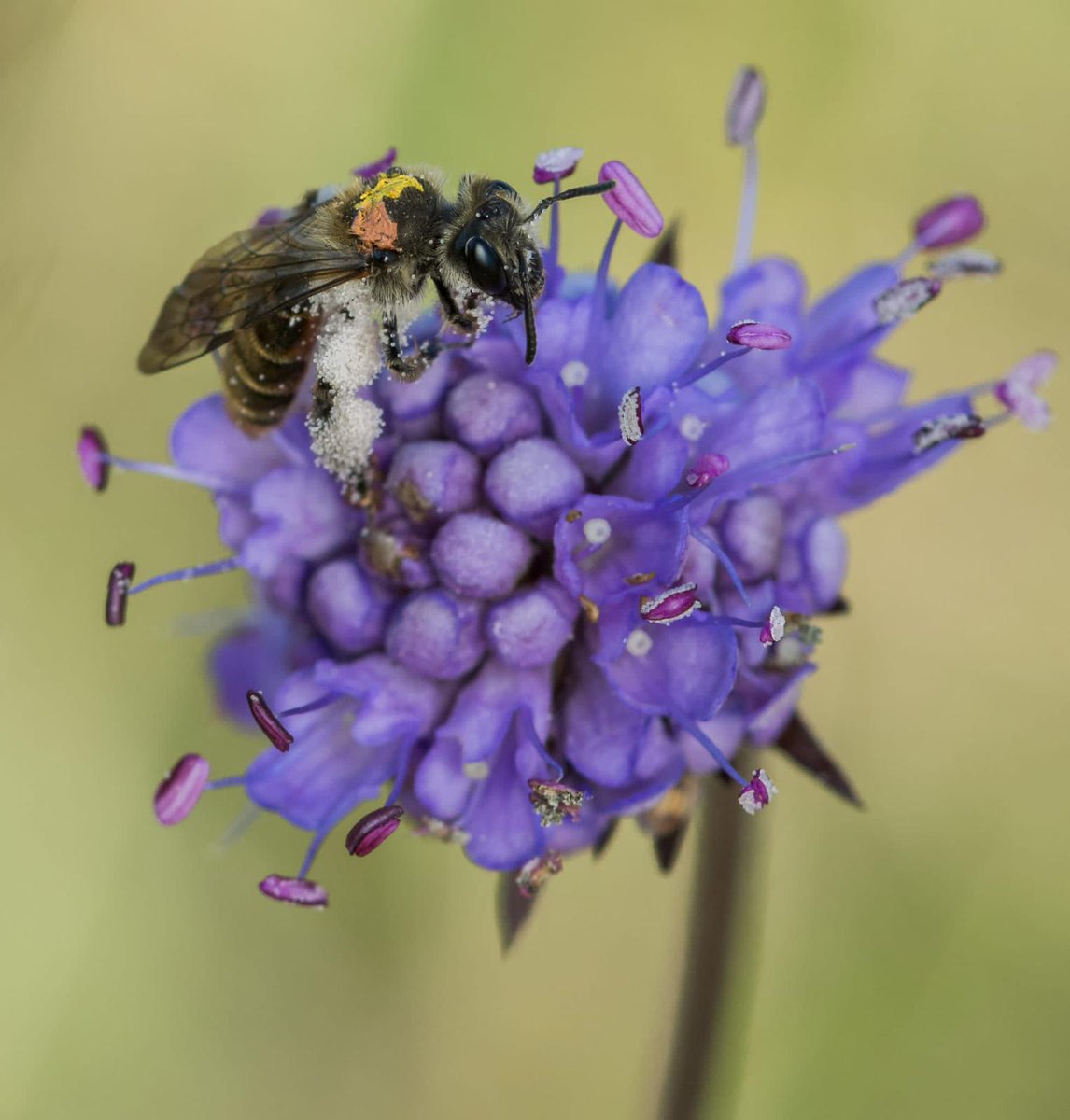 Some BIG news about a SMALL bee 🐝 As part of our work with @RareInverts6, we completed our first small scabious mining bee survey @HighlandWPark and found 70 bees and discovered important nest sites. Find out more 👉bit.ly/SmallScabiousS…