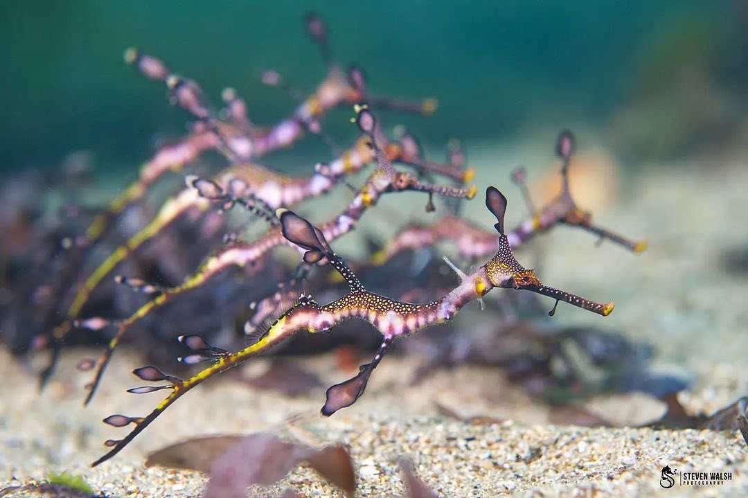 Juvenile weedy sea dragons. These fish lead pretty solitary lives and witnessing schooling behavior like this is pretty amazing. I⁣