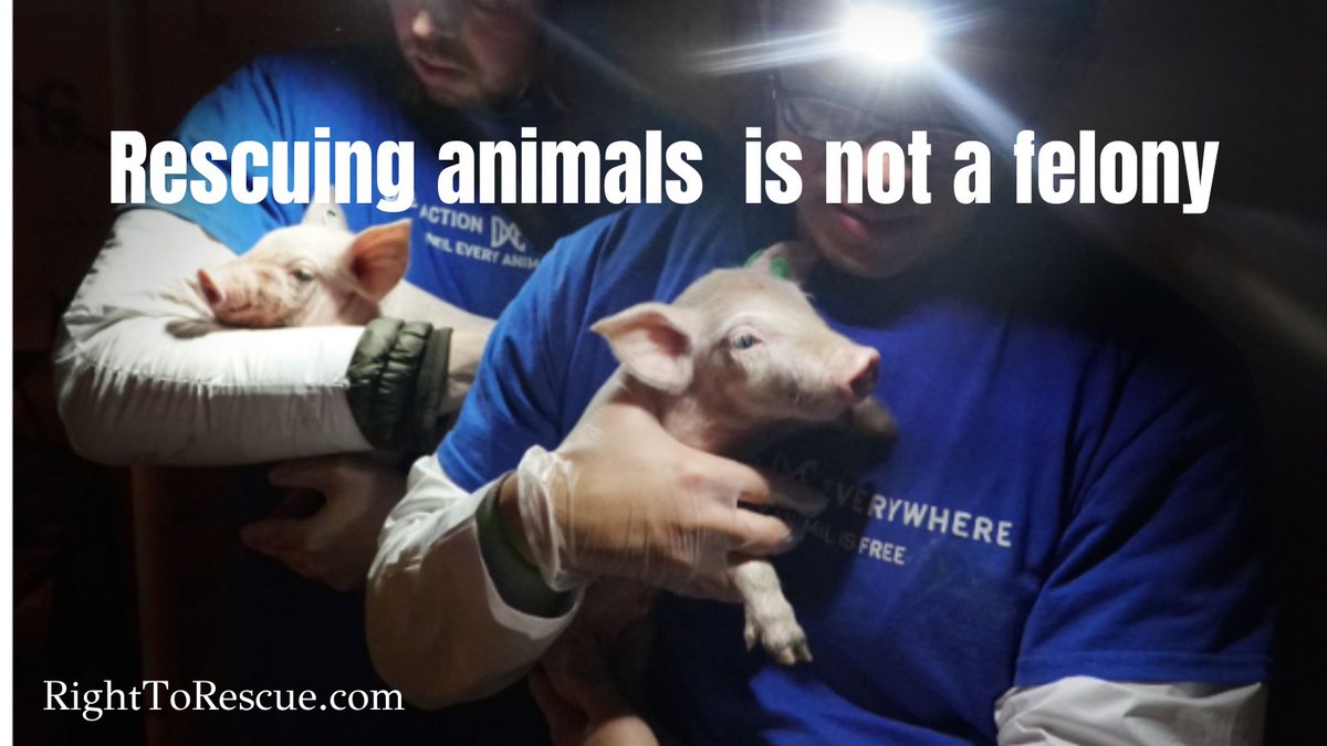 #SmithfieldTrial 

Animal cruelty is perpetrated  in factory farms and abattoirs but people who expose this are being prosecuted so the average person doesn't know

Please retweet so public opinion wins