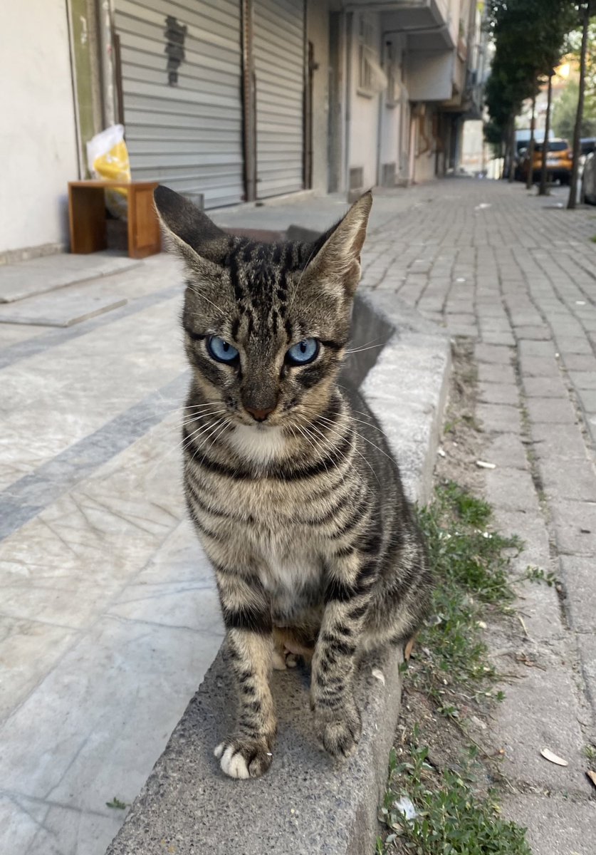 hayatımda ilk kez mavi gözlü tekir gördüm 😍 a unique baby 😍