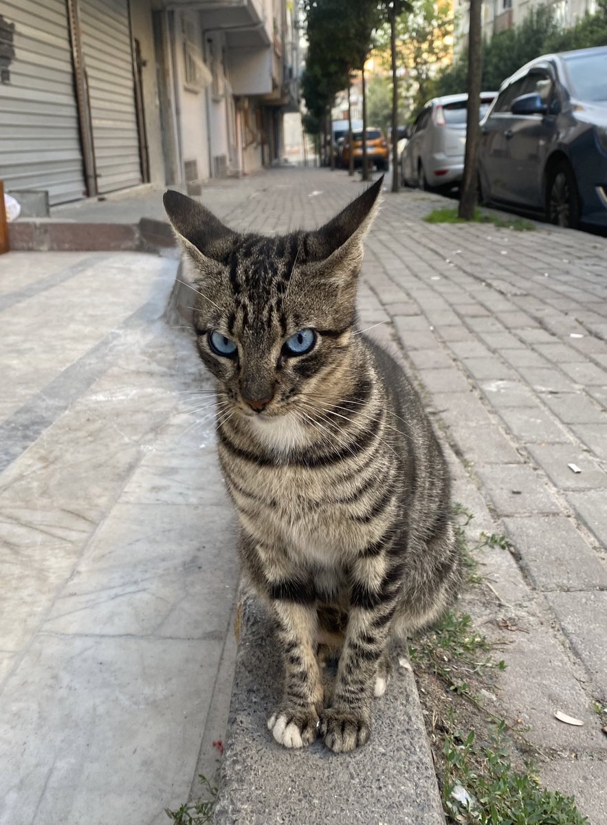 sillversprings's tweet photo. hayatımda ilk kez mavi gözlü tekir gördüm 😍 a unique baby 😍 https://t.co/7ePC5s9DLP