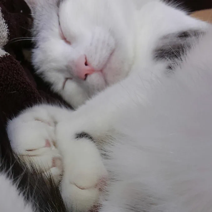 #全日本きもちよさそうに眠るねこ選手権 最近の(  ˘ω˘ )スヤァ…を 
