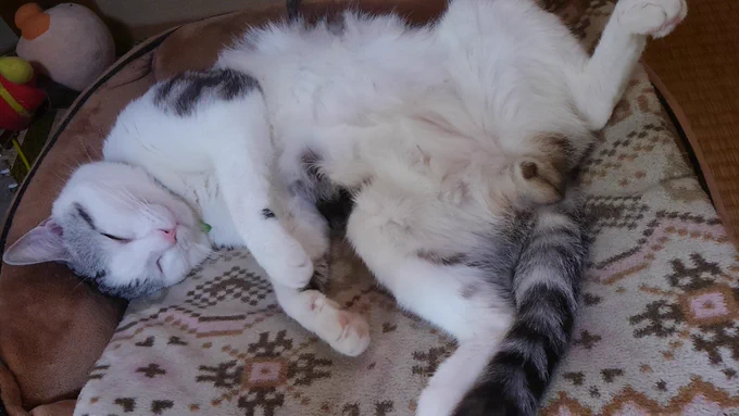#全日本きもちよさそうに眠るねこ選手権 最近の(  ˘ω˘ )スヤァ…を 