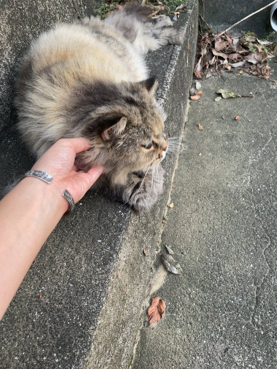 hhhhhhihi's tweet photo. 夕方にスーパーまで買い物。
金木犀香った✨
駅までの道で会うと嬉しい子😽 https://t.co/YWMdWUgZQc
