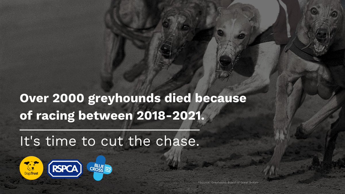 NSPCCChris's tweet photo. It’s shocking that more than one dog a day is dying due to racing. Greyhound racing is inherently unsafe and compromises dog welfare at every stage of their lives. Read more about @rspca_official's policy change on greyhound racing:  https://t.co/l0dzZ8Bo8c #CutTheChase https://t.co/JCGEG7skdY