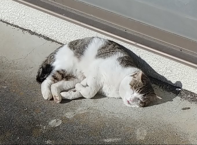 #全日本きもちよさそうに眠るねこ選手権 