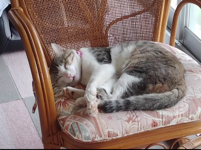 #全日本きもちよさそうに眠るねこ選手権 