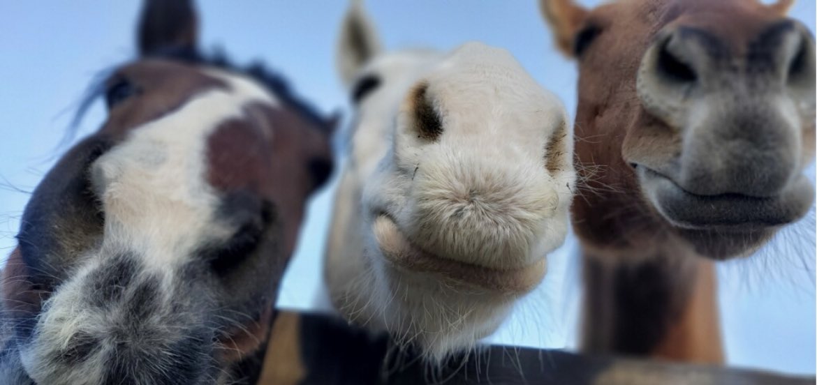 Have you heard there's only 3 days left 'till season 75 of Los Cab? #duderanch #familyvacation #familymemories #horsebackriding