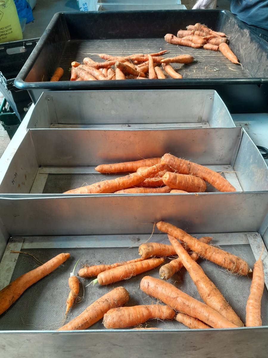 adasgleadthorpe's tweet photo. Out with the cereals and in with the veggies. Carrot grading in full flow today! @ADASGroup #carrotfever https://t.co/l0rJCuszPK