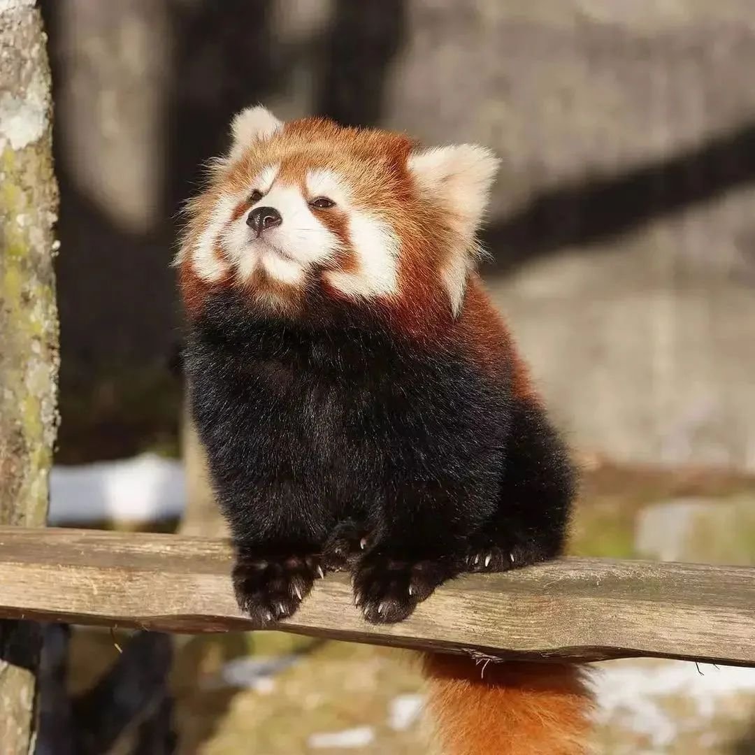 _panda_lover50's tweet photo. Tag a Friend who Would Love This Double Tap and Support   #pandaroux #cutepanda #panda #pandas #pandarosa #paw #boop #pat #redpanda #redpandas #redpandasofinstagram #kawaiiredpanda #redpanda #redpandanation #redpandanetwork #redpandalove #redpandalovers https://t.co/xf0D7MAD48