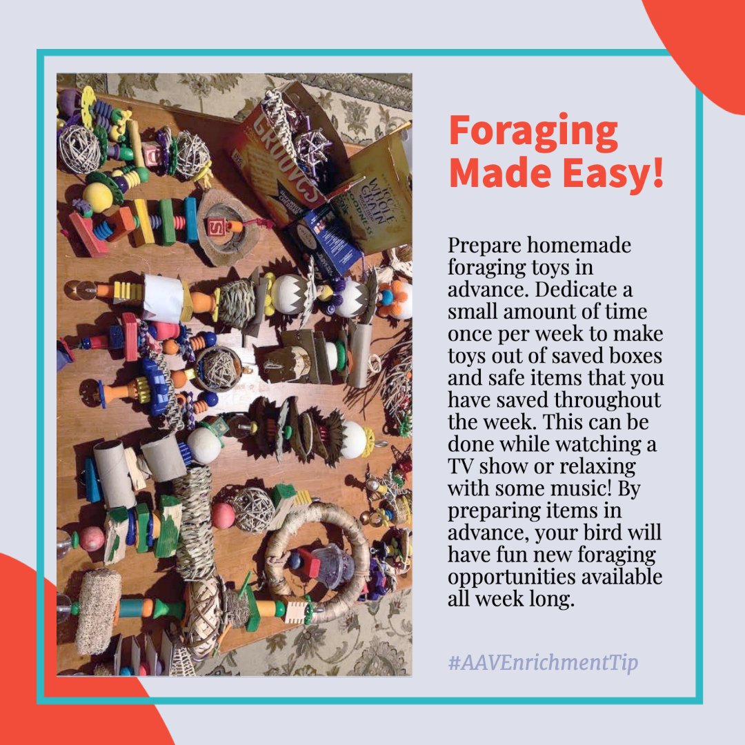 aavonline's tweet photo. Foraging Made Easy -
https://t.co/4ztoeEoMho
#AAVEnrichmentTip #avianenrichment #birdenrichment #avianforaging #busybeaksbusybrains #foraging #foragingforfood #workforit #avianbehavior #avianmedicine #parrotlover #parrotlife https://t.co/CUHNGSBqFs