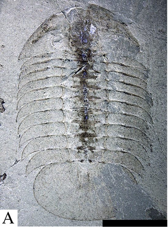 FossilBonanza's tweet photo. A trilobite, Meroperix, from the Waukesha Lagerstätte. The dark line in the center is its preserved gut tract! Some of the trilobites at this site even have bite marks from predation attacks.
#WaukeshaWeek #TrilobiteTuesday #Fossils
https://t.co/d2bt1EDsWW https://t.co/bXAGM9Cpq6