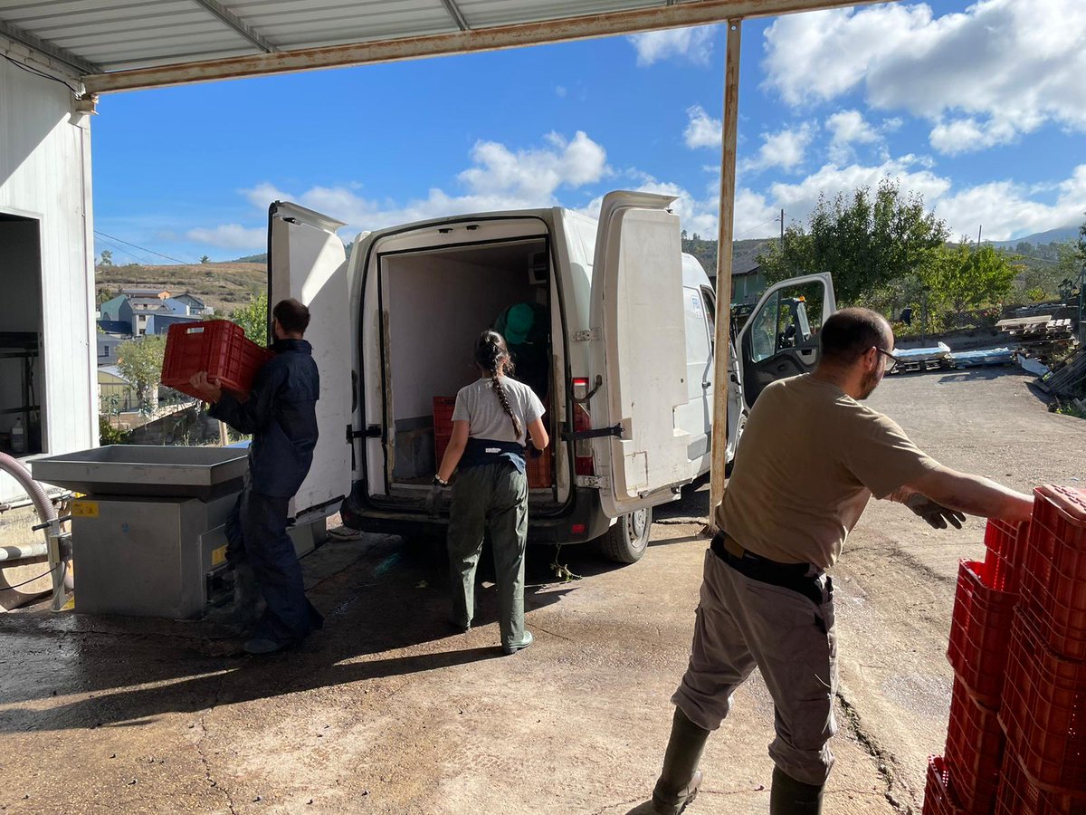CRDOValdeorras's tweet photo. 👉Comeza a recta final do #TempoDeVendima en Valdeorras.
👉Cada vez son máis as bodegas que remataron os traballos de recollida de uva, como é o caso de @costeira_es, que xa está procesando os últimos quilos de variedades tintas, para que comecen o proceso de fermentación. https://t.co/TGVtWnvsRK