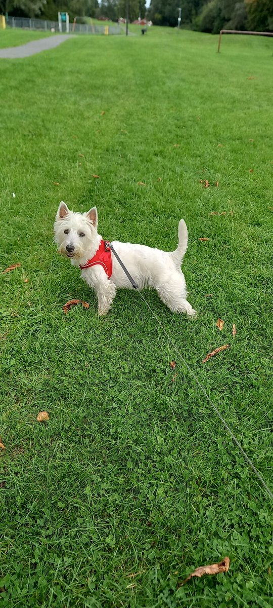 SamJones19721's tweet photo. Me come into season today so no running around like a lunatic orvplaying with others doggies, just lead walks for now ☹🐕🐾 https://t.co/j00jjl4eWB