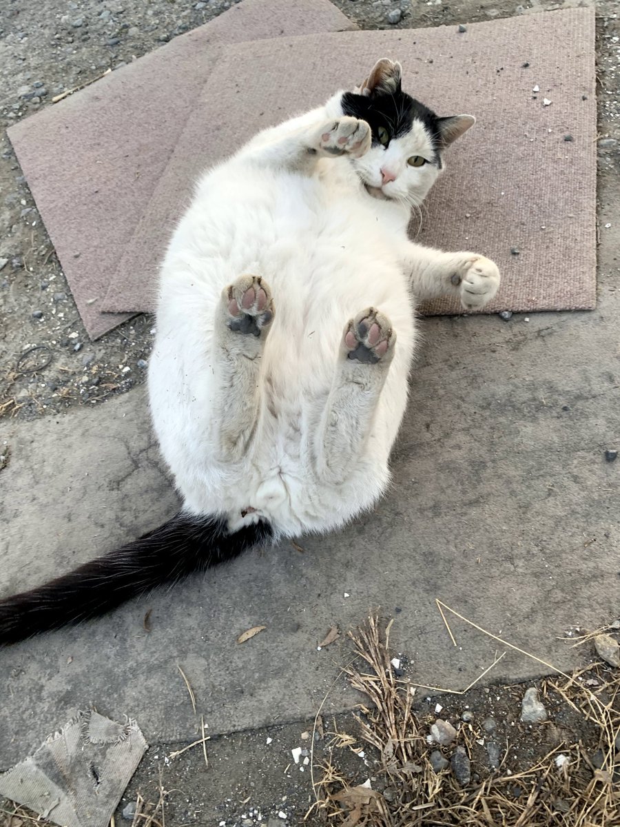 おすもうペット (@osmopet) on Twitter photo 