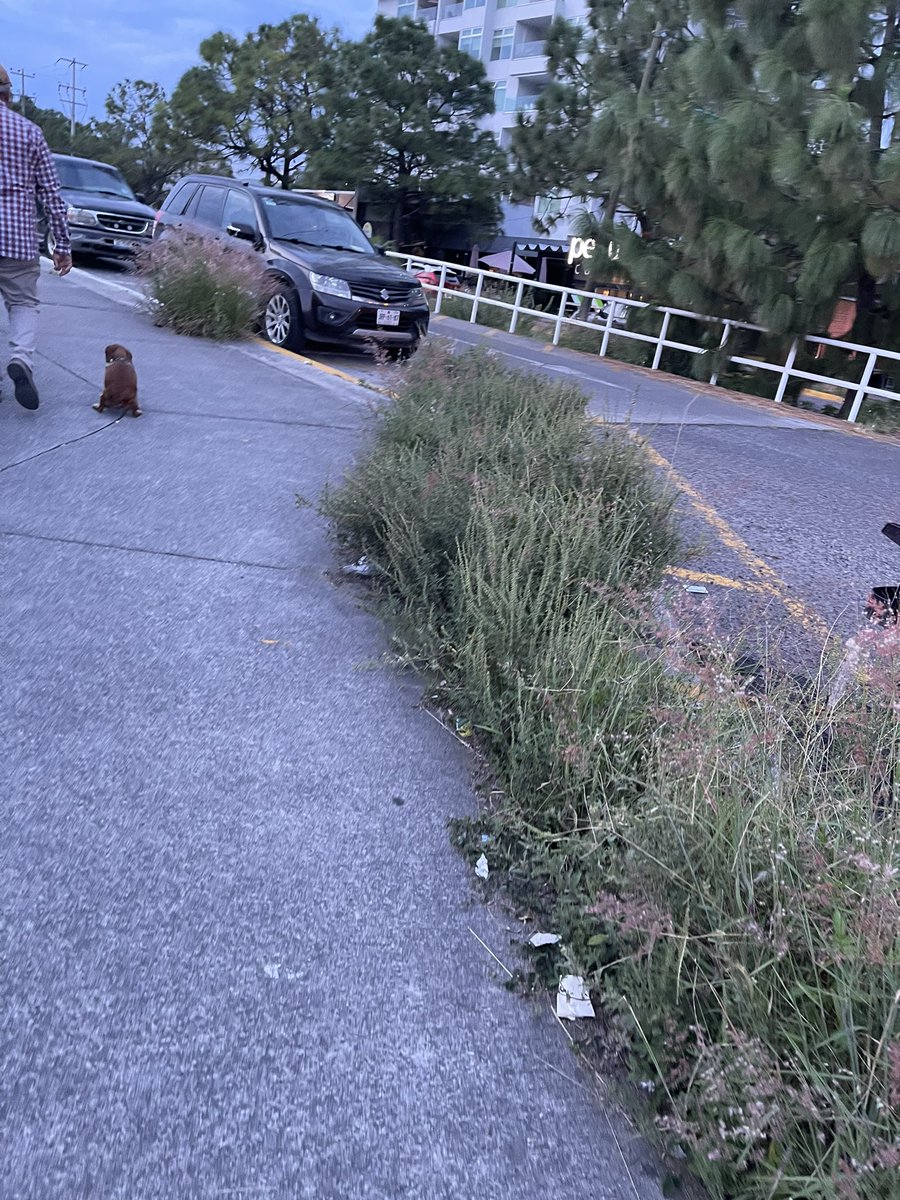 marianabafe's tweet photo. A qué se debe este abandono en las banquetas y calles de paseo royal country?? @ZapopanGob @JuanJoseFrangie https://t.co/rLz95M3Tmw