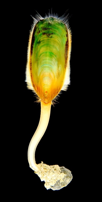 𓆨Luke A Parry𓆨 (@cambriannelids) on Twitter photo What on earth did the ancestor of these two animal phyla look like? A new fossil we have just described in <a href="/CurrentBiology/">Current Biology</a> from the early Cambrian of China might have the answer! cell.com/current-biolog… 🧵 What on earth did the ancestor of these two animal phyla look like? A new fossil we have just described in <a href="/CurrentBiology/">Current Biology</a> from the early Cambrian of China might have the answer! cell.com/current-biolog… 🧵