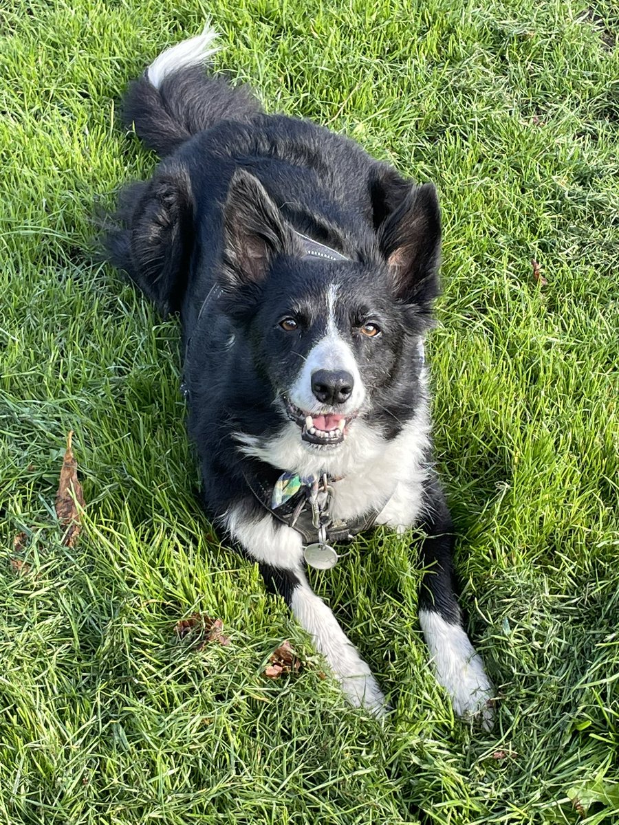 Hiya pals - autumn is here - much cooler for zoomies! Hope you’re all good - we’ve been a bit rubbish on here recently! 🐾🍁