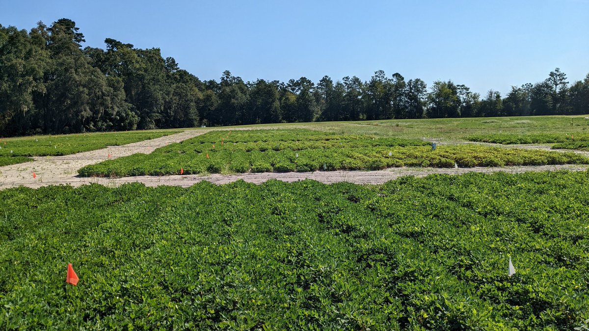 Took soil samples for nematodes in peanut trial <a href="/nfrec_sv/">NFREC-SV</a>. Leafspot trial (collaboration with <a href="/IanMSmall1/">Ian M. Small</a>) with root-knot nematode there. Fungicide regimes, cultivars, and winter cover crops.

Chlorosis mostly leafspot. Variable canopy closure among cultivars partly nematodes.