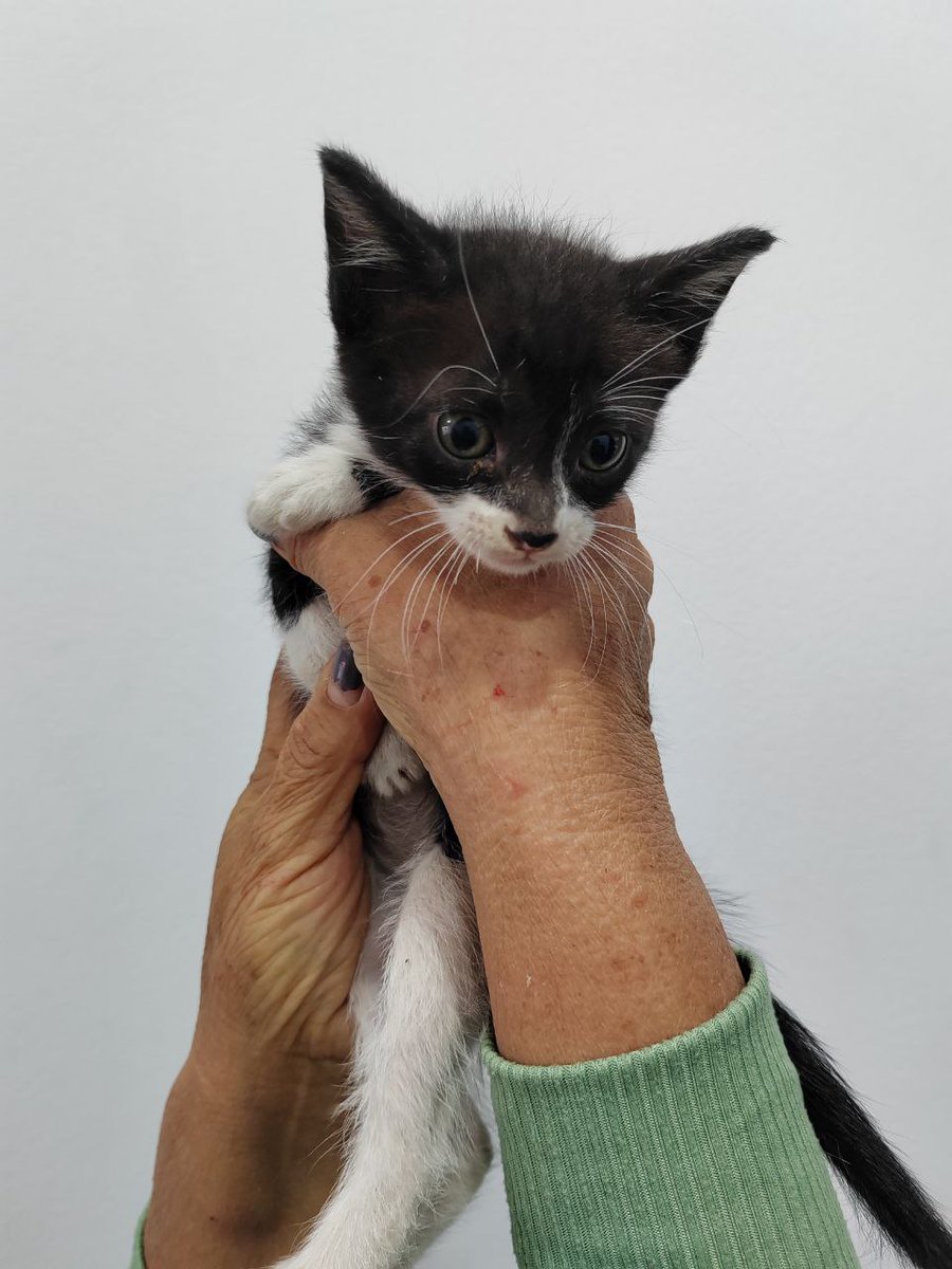 doansk21's tweet photo. Estoy buscando casa para estos cinco gatitos :(
3 son hembras, 2 machos. Son muy tiernos y juguetones.
Si no cuentan con el dinero, podemos ayudarlos con las vacunas y la esterilización luego la adopción. Solo queremos que lleguen a familias que les den verdadero amor. https://t.co/dGvxnDG5eX