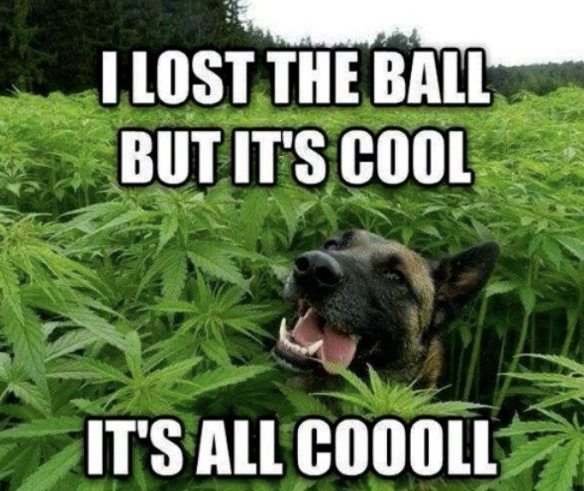 MensHumor's tweet photo. A reeeeeeeeally good boy. https://t.co/JpGTZbvRxH