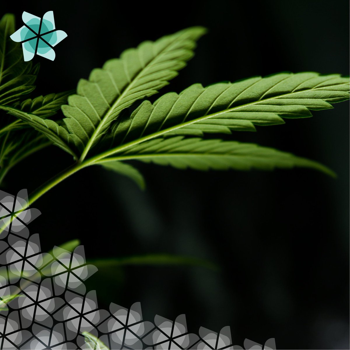 From paperless hiring to automated time tracking, PayNW provides what you need for your cannabis business to succeed. Find out how you can process payroll with confidence: bit.ly/3eTUPly #HiringProcess #PayrollSystems #CannabisBusiness