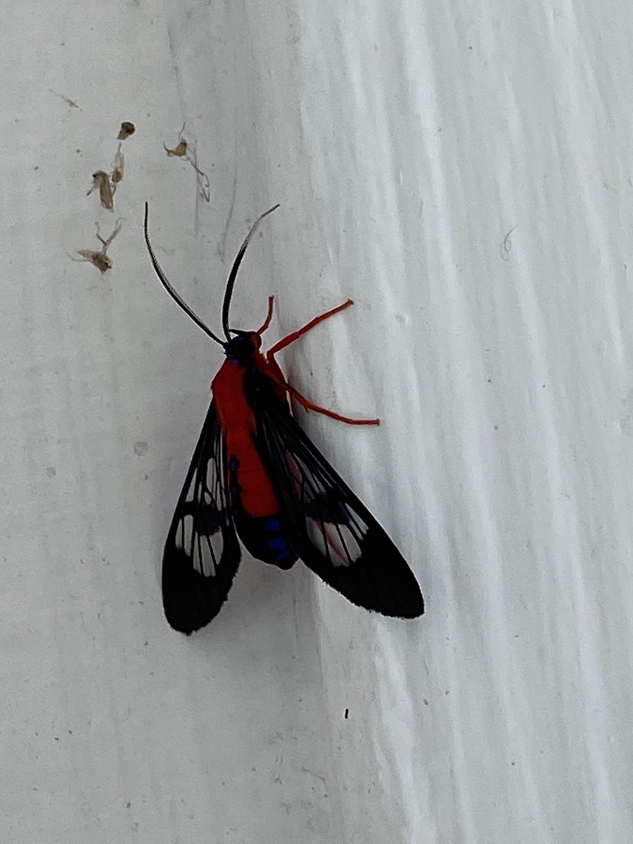 Tim Leak tweet media