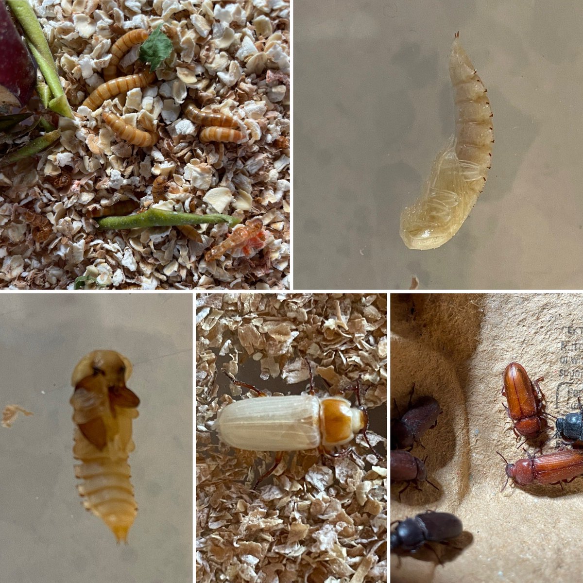 LeanneJTaylor89's tweet photo. The kids have found this interesting watching the lifecycle of meal worms 🪱🪲🐓 #chickensnacks @class2bws @school_ws https://t.co/uyLrK7k9Lf