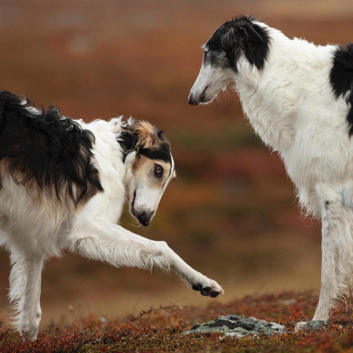 Vetster's tweet image. Two sighthounds are better than one! 💕 #SighthoundDay #DogsofTwittter 

📸 IG whippetsunleashed, zarwoe.oligarch