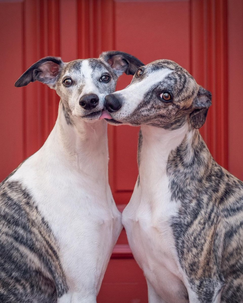 Vetster's tweet image. Two sighthounds are better than one! 💕 #SighthoundDay #DogsofTwittter 

📸 IG whippetsunleashed, zarwoe.oligarch