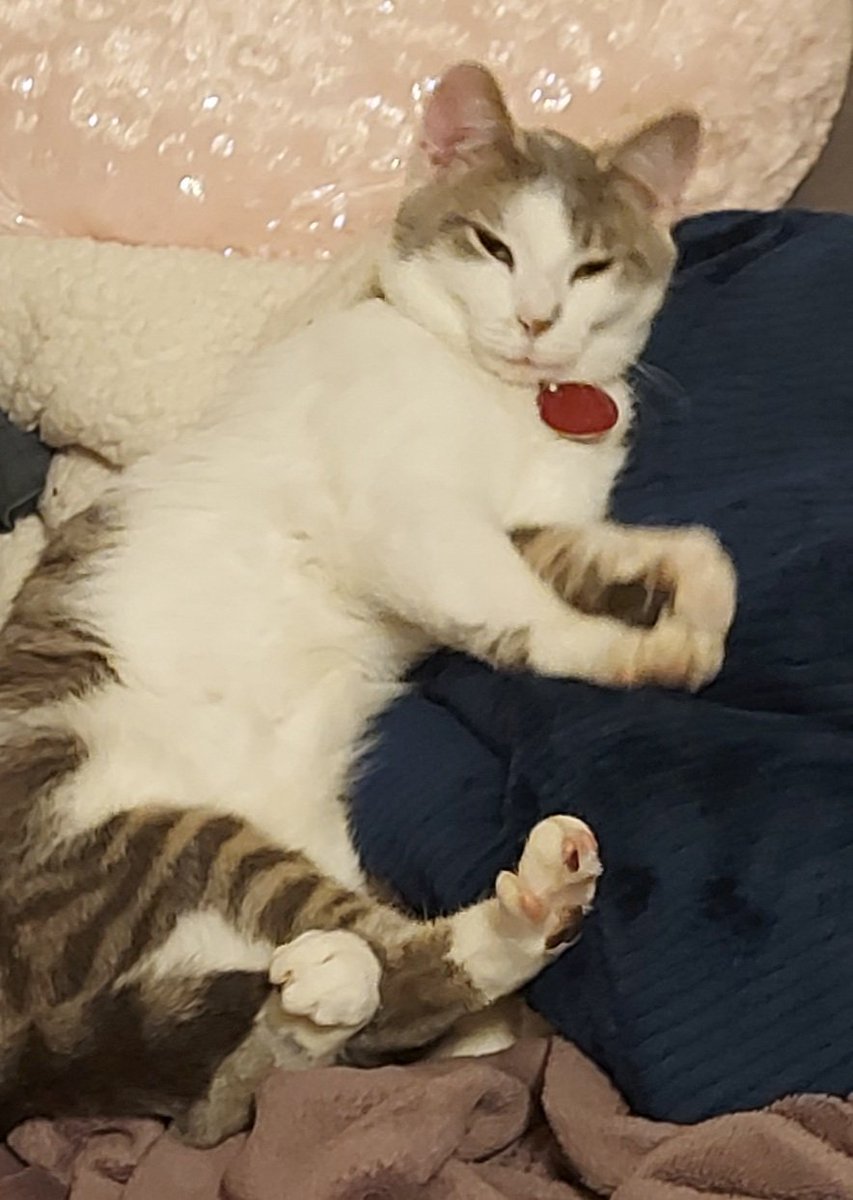 GizmoWithHeart's tweet photo. Flexing. #Gizmo #toebeanstuesday #toebeantuesday #CatsofTwittter #Catsontwitter #CatsLover #chillin #cattoes ๐พ https://t.co/YbUkll0bLT