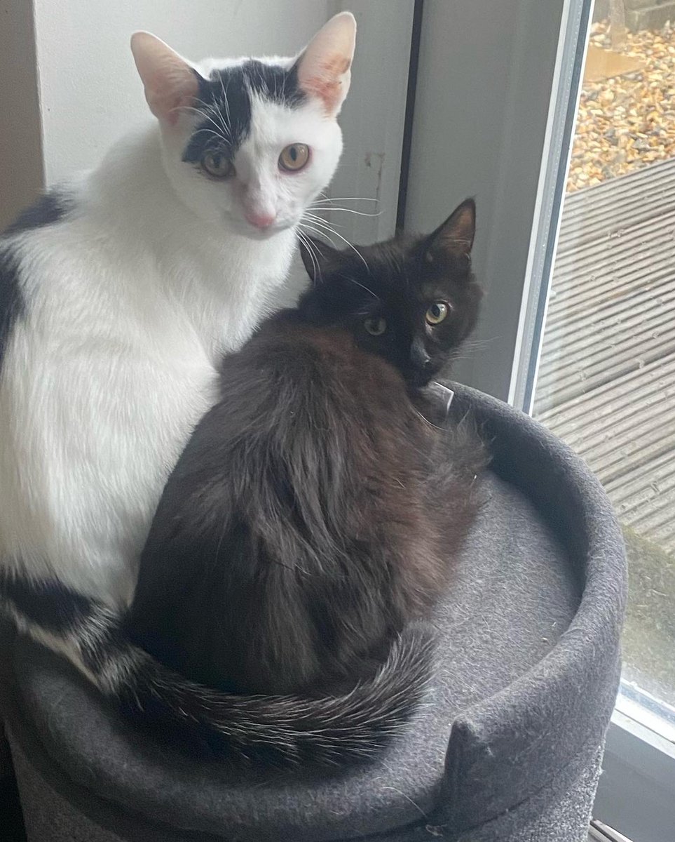 ** Trigger warning ⚠️ - blood 3rd pic** A different type of TransformationTuesday post! Shadé came in with her siblings &amp; with an injury to one of her paws. Shadé &amp; Woody have been in foster for nearly 4 months now, her paw is all healed so please share to find them a home.