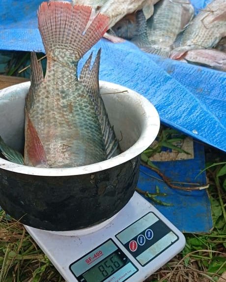 PRACAquatics's tweet photo. We are  here to guide you and make your fish Weigh Even more than that,Prac Aquatics making Fish Farming fun and Profitable.For consultancy and rearing system construction (Pond or cage,etc) services and all Agriculture inputs
Call+256700339000
WhatsApp+256701972215
#Fishfarming https://t.co/t6eT8SNy0A