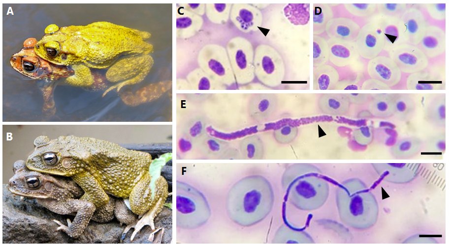 DMennill's tweet photo. Final acceptance after we responded to reviews: "Is color related to parasite load in a sexually dichromatic neotropical toad?" Coming soon to Herpetologica!
@NShangi @KatrinaMGardner @Steph_Doucet &amp; I describe relationships between male colour and intensity of blood parasites. https://t.co/0t6jNLxqAZ