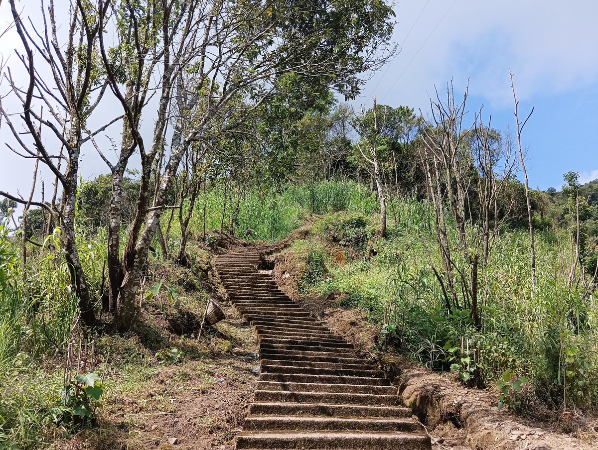 bhogtoram99's tweet image. Job's tears, taro, sesame, tapioca and other food plants growing together in the agrobiodiversity rich jhum based indigenous food system of the khasis. #indigenousfoodsystems #khasi #IndigenousPeoples #shiftingcultivation #indigenousknowledge #foodsovereignty
