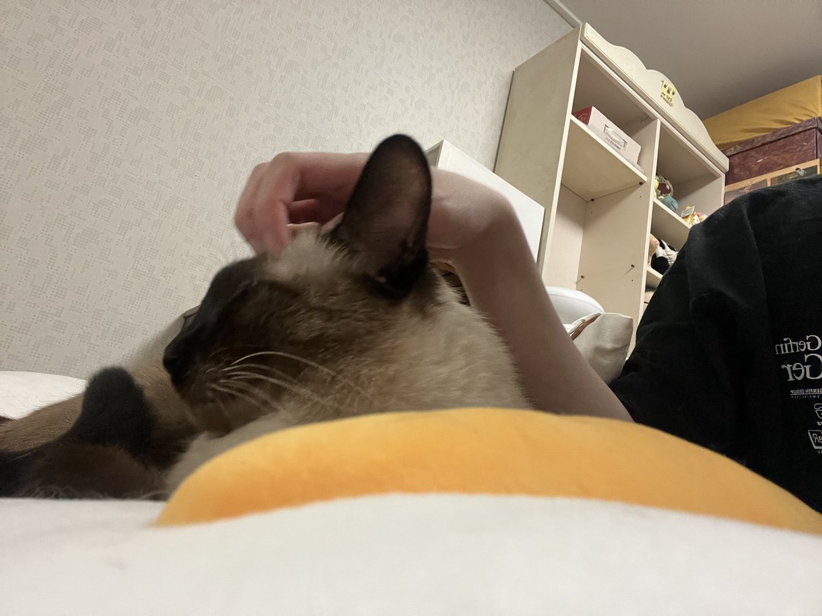 lovelyfur's tweet photo. 기분째지는 고양이 https://t.co/4CkLOzk1gp
