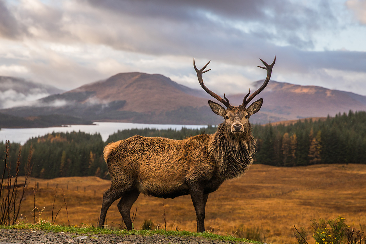 CoulHouseHotel's tweet photo. Check out our Coul Autumn/Winter Offers for 2022/23 they're too good to miss! Contact directly for availability ☎️📧All information can be found here: https://t.co/wOm3SYnbHb #Coulhousehotel #visitscotland #NC500hotel #ScottishHighlandshotel #Scottishcountryhousehotel https://t.co/rGhOdyy1GJ