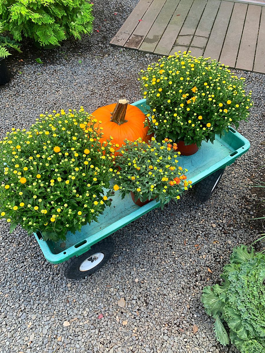 lgibsonauthor's tweet photo. Yesterday was all the mums for both my porches. Fall mode is on 100% here in Connecticut 🍁 #fallinct https://t.co/co2ZXQusg5
