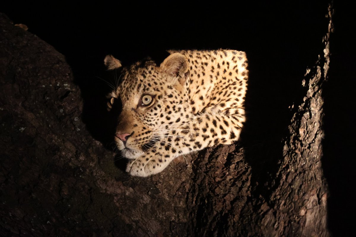 Beautiful Rhanzani - keeping a safe distance in a Jackelberry tree, from the lions roaring opposite the river - last night. 
📸: Savannah Hanni
🌍: karongweportfolio.com
📲: +27118175560