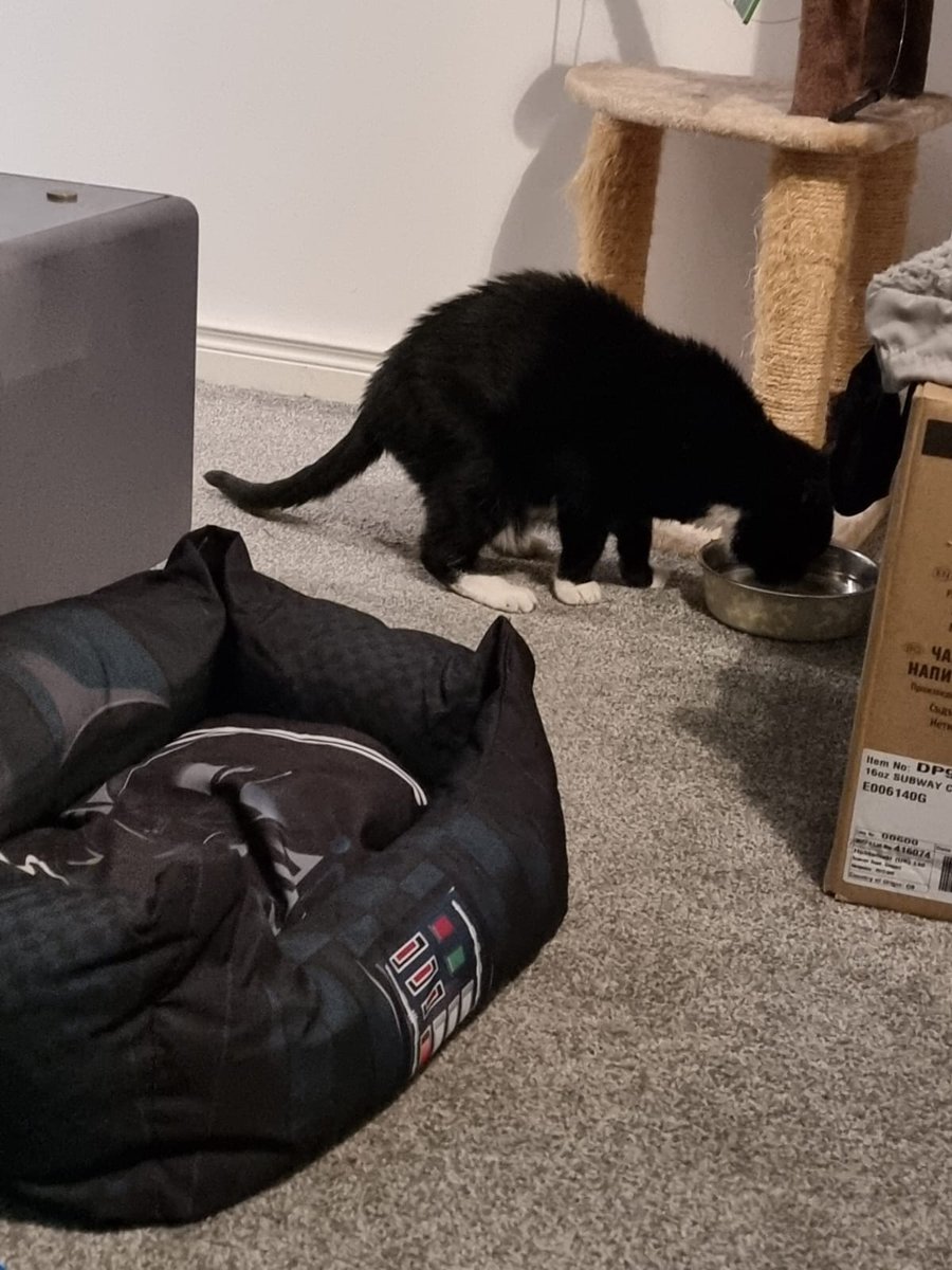 Sootycat22's tweet photo. Sorry I haven't been on much friends I haven't been well. Mum had me at the vets hopefully on the mend paws crossed for me ❤ https://t.co/cgpxVa1Hi3
