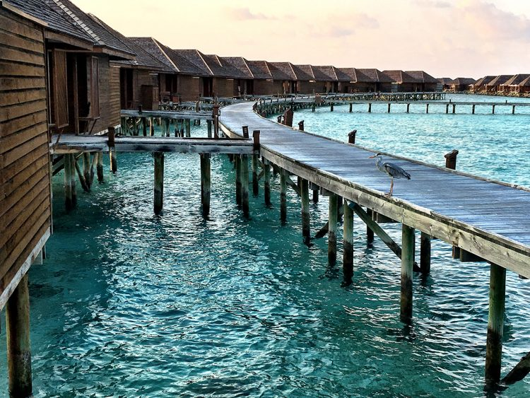 rhodey_snapz's tweet photo. My dream vacation is Bali in an over the water bungalow soaking in the sun, enjoying the clear blue waters, doing some diving, and relaxing.  #ShareYourDream #Sweepstakes https://t.co/f5Asvd2tkI