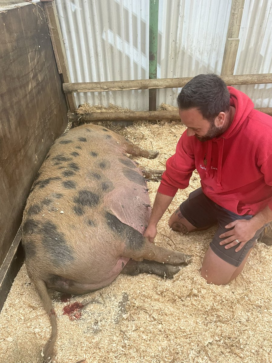 It’s going to be a busy afternoon at #CurlysFarm as Fudge starts to farrow

So, how many piglets???

Guesses below 👇👇👇👇

 #pigglets #countryfilemag #countrylife #rarebreedpigsofinstagram #rarebreedpig #oxfordsandyandblack #oxfordsandyandblackpigs #sow