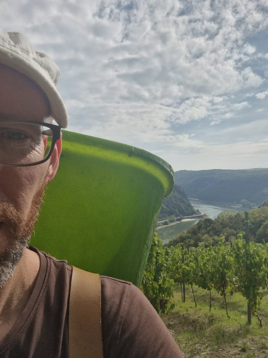 jens_schreiber's tweet photo. Johanniter-Ernte 2022! 😍
Gutes Wetter, durchwachsener Ertrag.
#wineinprogress #2022 #weinlese #johanniter #jungwinzer #winefluencer #winzergenossenschaftloreley #bornich #mittelrhein #steillage #loreley #buga2029
https://t.co/7Gp7nDP2GD https://t.co/qLUledwK9J