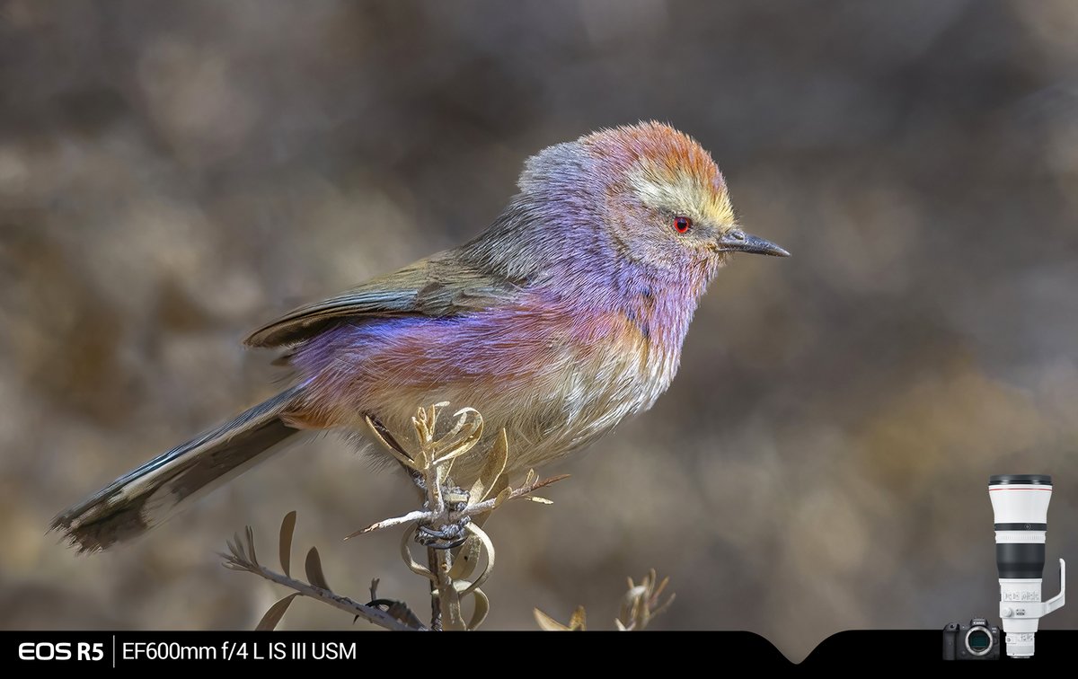 Canon_India's tweet photo. Tiny and prismatic!
#CapturedOnCanon by our #EOSExplorer Megh Roy Choudhury.
Camera: Canon EOS R5
Lens: Canon EF 600mm f/4L IS III USM
#CanonPhotography #WildlifePhotography https://t.co/6xw4NUGG4k