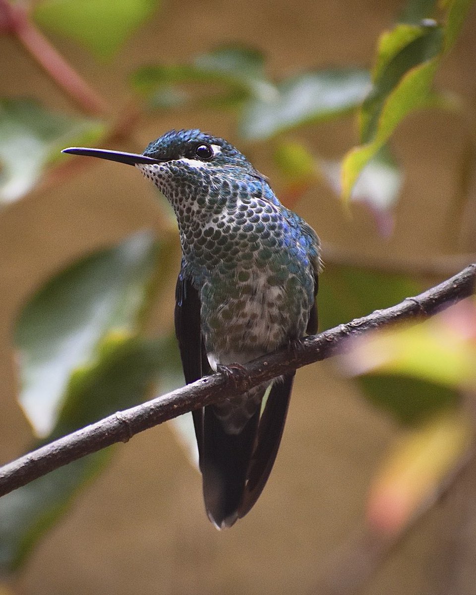 Green-crowned Brilliant in Monteverde Cloud Forest, Costa Rica #birds #birdphotography #birdwatching #twitternaturecommunity